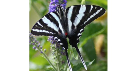 Long-lost butterfly returns to Pittsburgh by Hans Bader