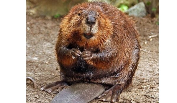 First baby beavers born in Hampshire in 400 years by Hans Bader