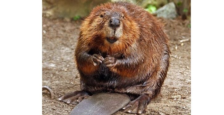 First baby beavers born in Hampshire in 400 years