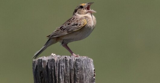 North America’s most endangered bird is growing more numerous by Hans Bader