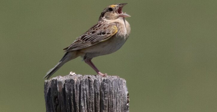North America’s most endangered bird is growing more numerous