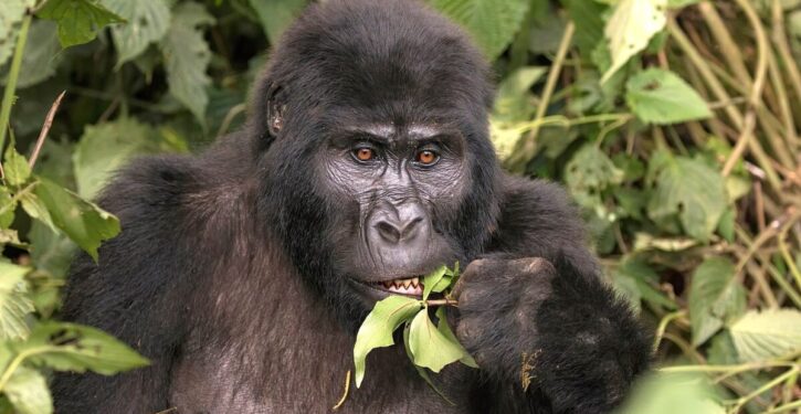 Mountain gorillas are making a comeback in Rwanda