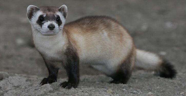 Cloned endangered ferret gives birth, in victory against inbreeding and extinction