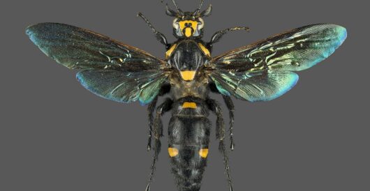 A wasp is saving one of the world’s rarest birds from extinction by Hans Bader