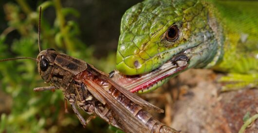 Lizard saliva research leads to diabetes medication, weight loss drug, and treatment for sleep apnea by Hans Bader