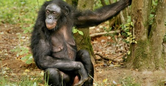 Bonobos are surviving in war-torn country where most of them live by LU Staff