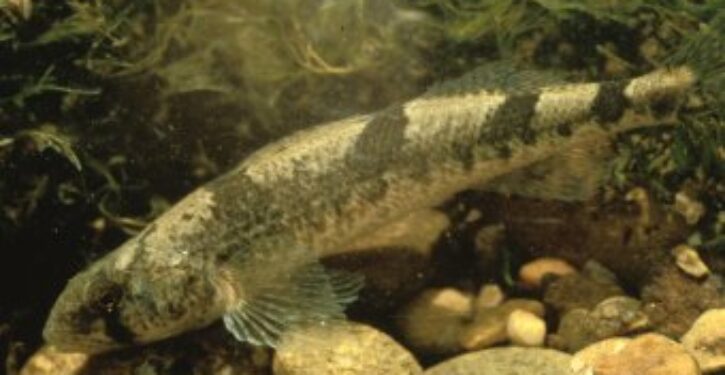 Snail darter used to block dam isn’t a real species, scientists say; more ‘endangered’ species may be fake