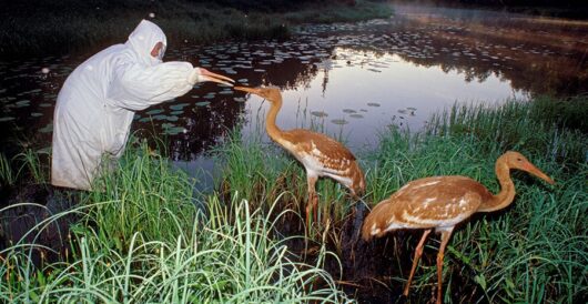 Near-extinct Siberian crane makes a comeback by Hans Bader