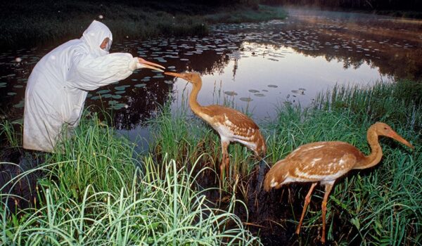 Near-extinct Siberian crane makes a comeback by Hans Bader