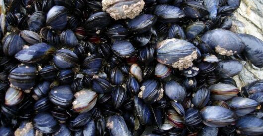 Rare mussels discovered due to improving water quality by Hans Bader