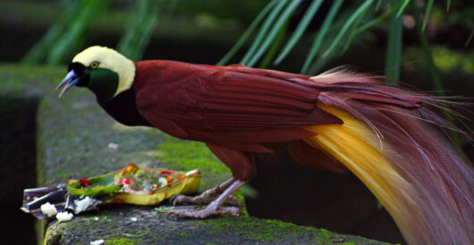 Birds-of-paradise can emit light via their feathers by Hans Bader