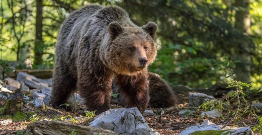 Europe’s large carnivores are rising in number by Hans Bader