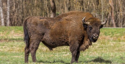 Bison make a comeback in Europe by Hans Bader