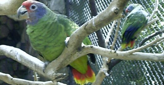 Brazil’s rarest parrots make a comeback, avoiding extinction by Hans Bader