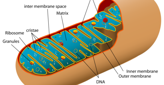 Mitochondria transplants could save lives by LU Staff