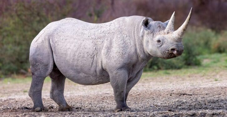 Black rhinos make a comeback after 98% of them were wiped out