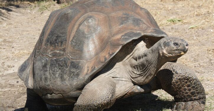 Endangered tortoise becomes mom of four at age 97