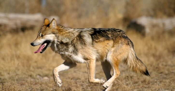 Mexican gray wolves make a comeback in Arizona and New Mexico