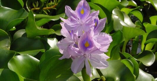 Water hyacinth get rid of microplastics and heavy metal pollution by LU Staff