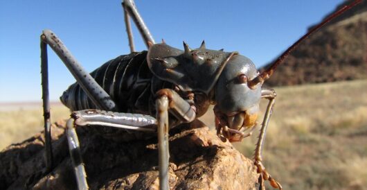 Rare flightless grasshopper found in Virginia for the first time in 79 Years by Hans Bader