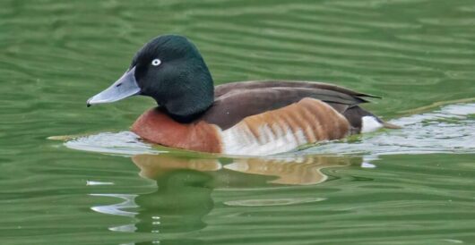 Endangered rare duck makes a comeback by Hans Bader