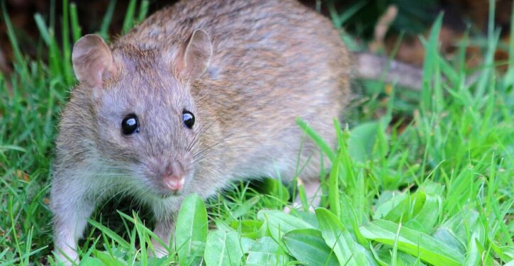 South Pacific island is now rat-free, increasing crop yields and biodiversity