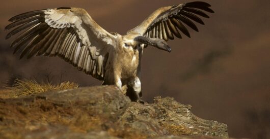 Cape vulture populations grow in South Africa by Hans Bader
