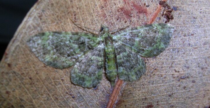 Carnivorous ‘bone collector’ caterpillars wear corpses as camouflage