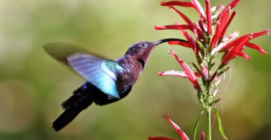 Hummingbird beaks evolve to get more from bird feeders, becoming longer and more tapered by Hans Bader