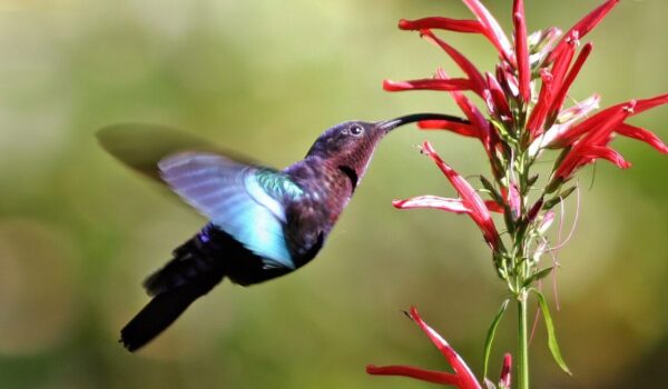 Hummingbird beaks evolve to get more from bird feeders, becoming longer and more tapered by Hans Bader