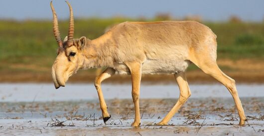 Saiga antelope brought back from the brink of extinction by prize-winning project by Hans Bader