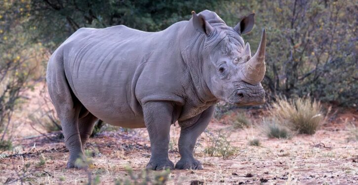 Gene-mapping may save nearly-extinct northern white rhino