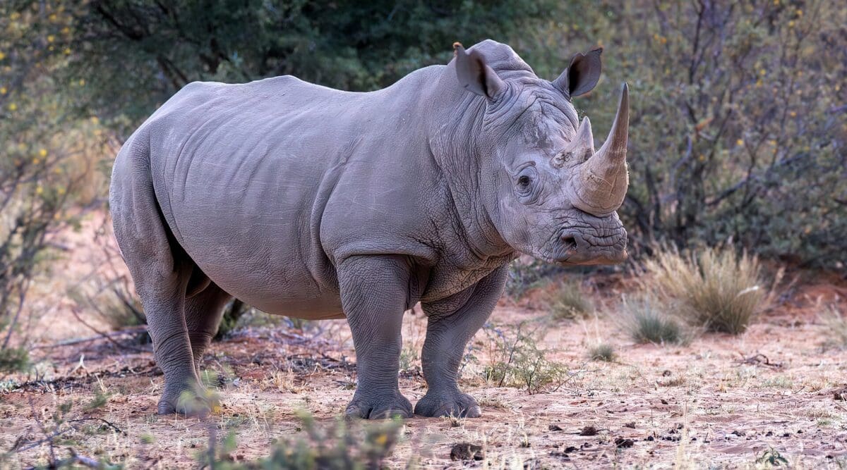 Black rhino population grows