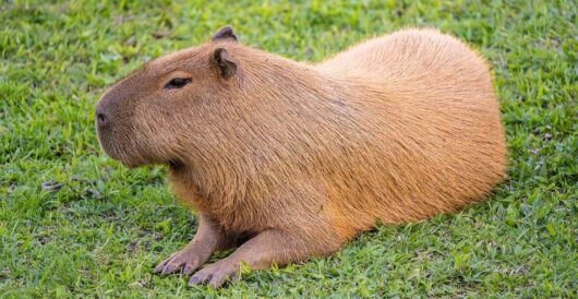 Giant rodents thrive in suburb of Buenos Aires by Hans Bader