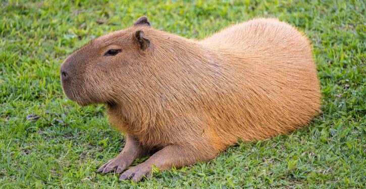 Giant rodents thrive in suburb of Buenos Aires
