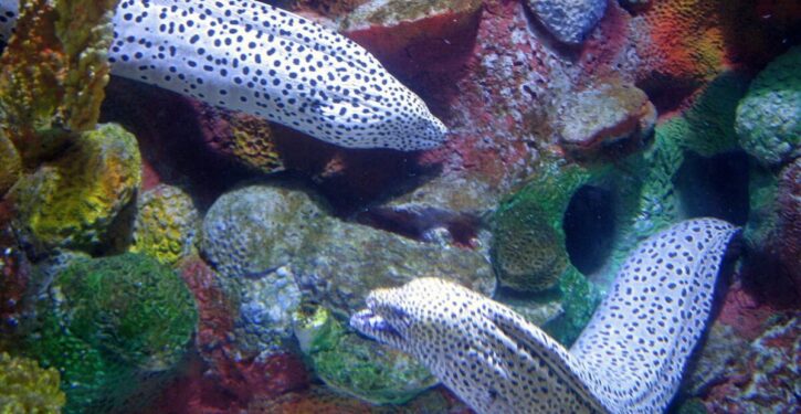Eels used to be very important