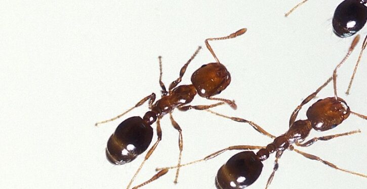 Fire ants crossbreed to create ‘Frankenstein’ hybrid species that is moving north in the U.S.