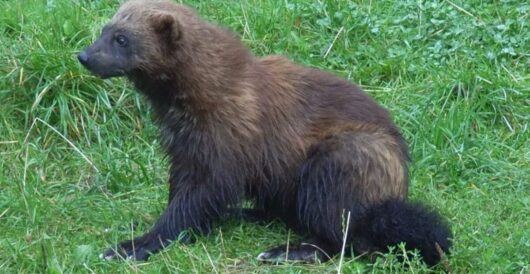 Wolverines make a comeback in Finland by Hans Bader