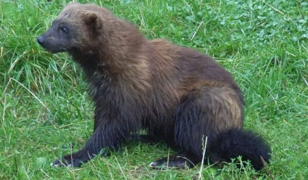 Wolverines make a comeback in Finland by Hans Bader