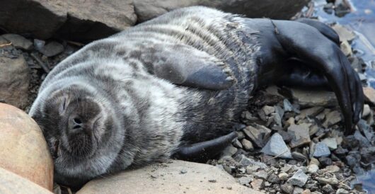 Baltic ringed seal population increases five fold by Hans Bader