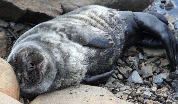 Baltic ringed seal population increases five fold by Hans Bader