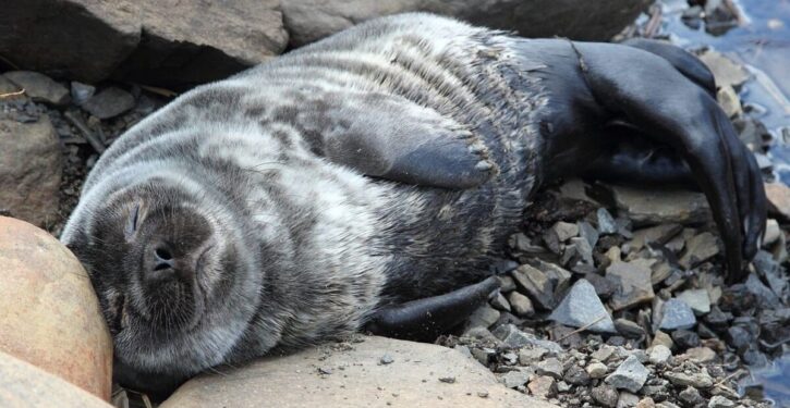 Baltic ringed seal population increases five fold