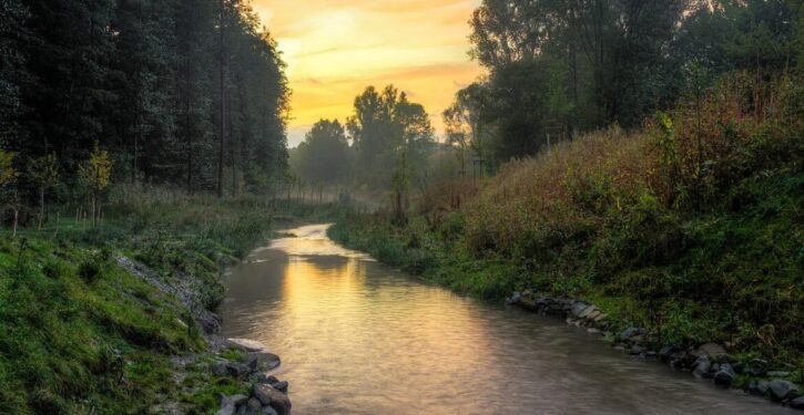 Sludge-filled river becomes thriving ecosystem