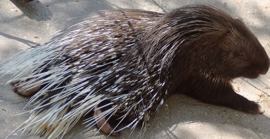 Happy World Porcupine Day by Hans Bader