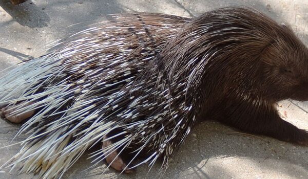 Happy World Porcupine Day by Hans Bader