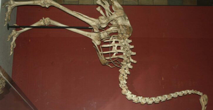Scientists plan to bring back giant bird that went extinct