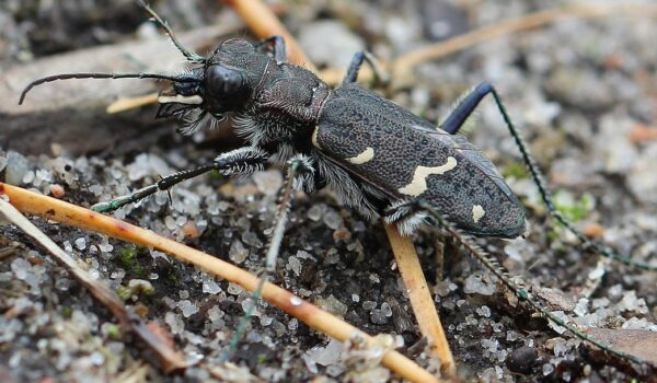 Rare beetle bred in captivity for the first time by Hans Bader