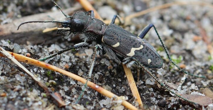 Rare beetle bred in captivity for the first time