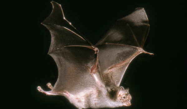 Scientists develop a rabies vaccine for vampire bats that spreads through grooming by Hans Bader