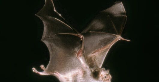 Scientists develop a rabies vaccine for vampire bats that spreads through grooming by Hans Bader